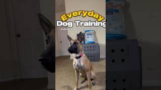 No Excuses for Untrained Dogs 🚫k9 malinois training short workingk9 [upl. by Gerbold]