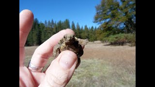 Deep Dive Drivers of Nesting Behavior in the Western Pond Turtle May 4 2020 [upl. by Sievert422]