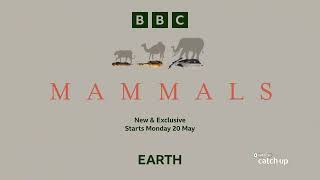 Born to survive Built to thrive Catch Mammals from 20 May at 2000 on DStv BBC Earth Ch184 [upl. by Forelli]