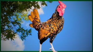 Gold Sebright Bantam Rooster Chicken Crowing [upl. by Ymmaj]