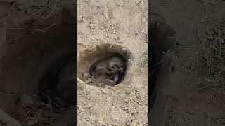 Mongoose Vs Snake fight cobra snake viralvideo reels shorts [upl. by Akiv108]