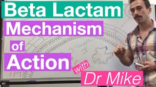 βlactam  Mechanism of Action and Resistance [upl. by Queridas]