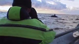 Diving with Killer Whales  Wildlife Specials Killer Whale  BBC Earth [upl. by Tiphane]