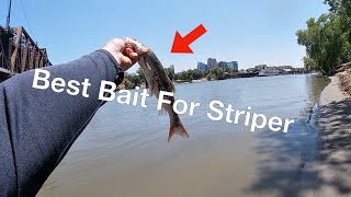 DownTownSac Sacramento River June Striper Fishing 2023 [upl. by Annahsohs]