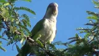 Wild Green Parrot Gran Canaria [upl. by Aleece]