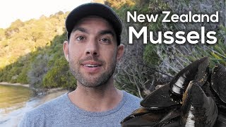 Wild New Zealand Mussels Catch and Cook in Aotearoa 🇳🇿 [upl. by Enilrad]