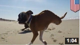 VIDEO Duncan Lou un boxer à deux pattes [upl. by Jorge209]