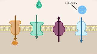 Why are transporters important for Leishmania parasites [upl. by Natsirk548]