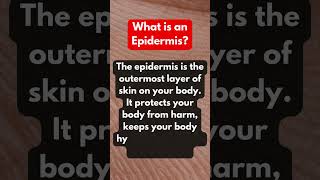 What is Epidermis Simple and easy definition of Epidermis  Simple Definition short definition [upl. by Schindler]