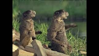 Geico insurance woodchucks [upl. by Olegnalehcim910]