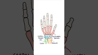 Basic Hand Bone Anatomy medicalstudent anatomy orthopaedics biology [upl. by Aihpos]