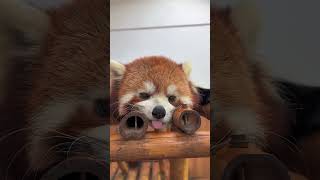 WOW adorable red panda🍼🍼🍼 amsr foryou ailurusfulgens redpanda fpy zoo cute [upl. by Wassyngton545]