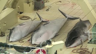 Japan whale hunt killed 122 pregnant minkes [upl. by Riess]