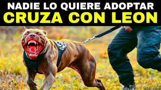 ¡INCREIBLE Este Perro es 100 Veces Más PELIGROSO que un Lobo [upl. by Eul658]