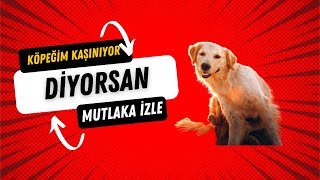 Köpeğim Kaşınıyor Diyorsan Bu Videoyu Mutlaka İzlemelisin [upl. by Angus]