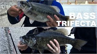 LIVE SHINERS ARE THE ULTIMATE FISHING BAIT I Caught ALL 3 Bass Species [upl. by Millur]