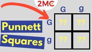 Punnett Square Basics  Mendelian Genetic Crosses [upl. by Gertruda]