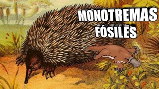 🦔El ORIGEN de Ornitorrincos y Equidnas Monotremas y más 😍 [upl. by Neeka]