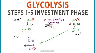 Glycolysis Steps 15 Cellular Respiration Investment Phase [upl. by Marlin902]