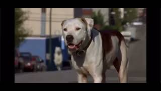 Homeward Bound 2 Lost in San Francisco Delilah chases Chance 1996 [upl. by Antonin]