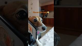 Fumagalli dal dietologo🧑🏻‍⚕️😎 merybijouesciarpina fumagalli jackrussell comedy [upl. by Orabelle]