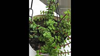 How to care of Jade plant jadeplantcare plants bonsai viralvideos trail ytshorts [upl. by Guimond523]