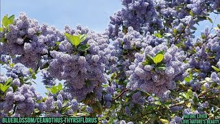 Incredible Flowering Tree BlueblossomCeanothus thyrsiflorus Love natures Love natures beauty [upl. by Thibault67]