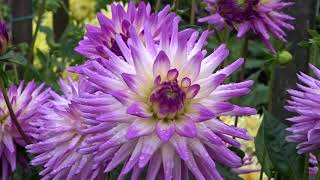 Geoff amp Heathers dahlia garden 28 August 2019 [upl. by Morril397]