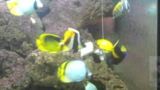 20130929 212541my aquarium today with Chaetodon mesoleucus and Chaetodon fasciatus [upl. by Ardnasak]