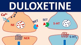 Duloxetine cymbalta  Mechanism precautions interactions amp uses [upl. by Erkan]