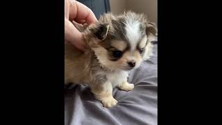 Tiny Haven Chihuahua Fluffiest chihuahua puppy [upl. by Noryk709]