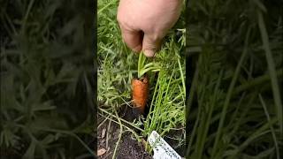 Garden harvest with carrots 🥕  August 28 2024  Connecticut Garden zone6b [upl. by Etnohc223]