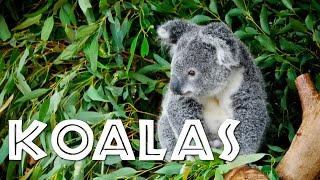 All About Koalas for Kids Koalas for Children  FreeSchool [upl. by Eeladnerb746]