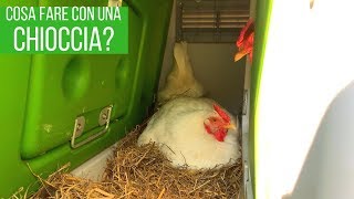 Una gallina cova cosa fare [upl. by Eessac275]