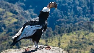 EL CONDOR DE LOS ANDES  Parque Puracé Sur de Colombia [upl. by Arreyt]