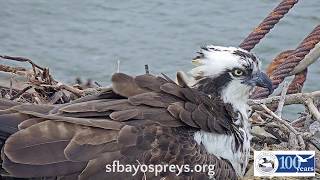 Osprey Nest Cam Goes Live [upl. by Blinny905]