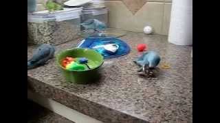 Parrotlets Playing with Toys [upl. by Aikkan]