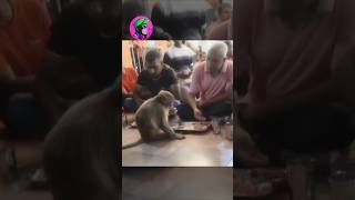 😱கடைசிவரை பாருங்க குரங்கின் செயல் animal monkey food viralshorts short shorts [upl. by Maze506]