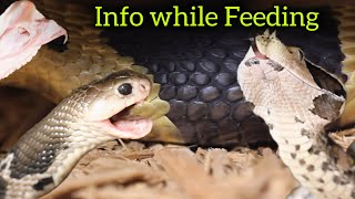 Snake Feeding amp Info [upl. by Anatsirhc]