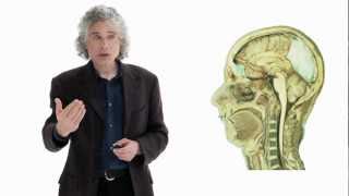 Steven Pinker Linguistics as a Window to Understanding the Brain  Big Think [upl. by Frear]