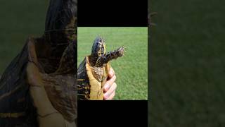 I Saved A Box Turtle on an Airport Runway [upl. by Ahsitra785]