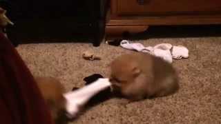 Pomeranian puppies play tug of war Single sock solutions [upl. by Puff21]