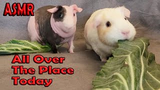 Animal ASMR Cute Guinea Pigs Eating Mukbang [upl. by Biondo171]