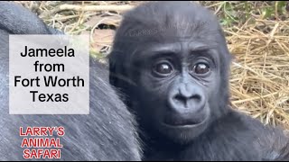 Baby Gorilla Jameela 16 from Fort Worth Texas  Baby Gorilla gorillas [upl. by Annaiviv]