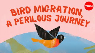 Bird migration a perilous journey  Alyssa Klavans [upl. by Eellac]