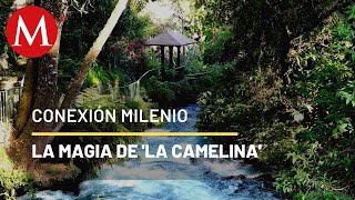 Parque lineal La Camelina en Michoacán  Conexión Milenio [upl. by Currier]