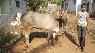 High milking hallikar cow In Bengaluru yielding upto 5 ltsday [upl. by Akinohs]