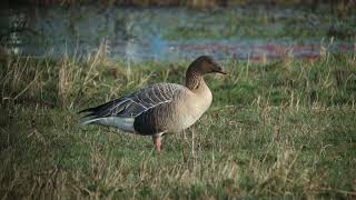 Pink footed Goose Kleine rietgans Munnikenpolder The Netherlands Luuk Punt 240210 2 [upl. by Aihsilef884]