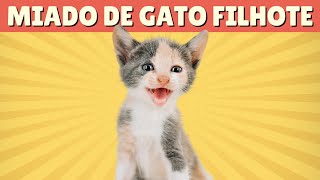 GATINHO MIANDO  Miado de Gato Filhote 🐈 Barulho de Gatinhos [upl. by Althea]