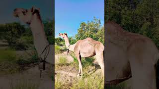 Camel Chained with rope camels Camel camelculture camelracing camellife [upl. by Jenine]